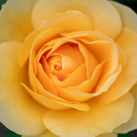 Close Up of Best Wishes Yellow Rose Bud with Selective focusの写真素材
