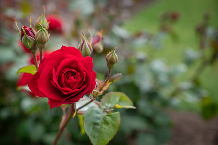 Close Up of Wild Cherry Rose with Selective Focus and Copy Spaceの写真素材