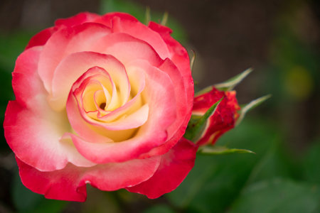 Close Up of Tropical Delight Rose bud with Selective Focus and Copy Spaceの写真素材
