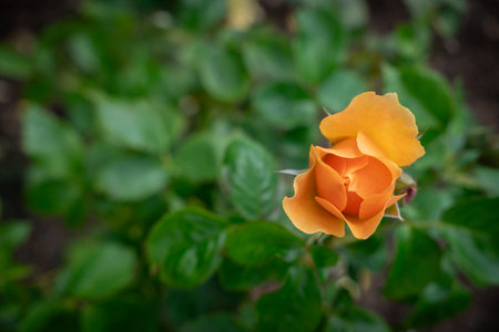Close Up of Frilly Jilly Rose Bud with Seelctive Focus and Copy Spaceの写真素材