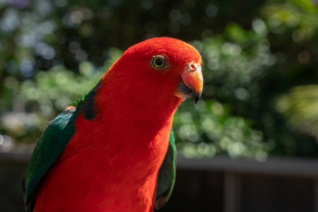 Close Up Portrait of an Australian King Parrot in the Garden with Selective Focusの写真素材