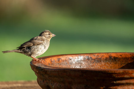 Common House Sparrow Sitting on Bird Bath with Selective Focus and Copy Space