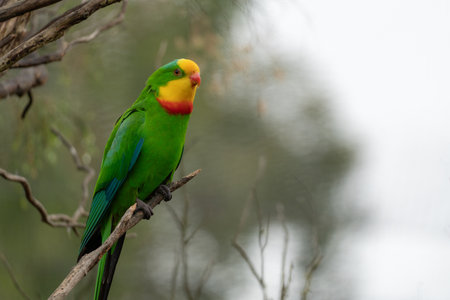 Portrait of a superb parrot on a branch with selective focus and copy spaceの写真素材