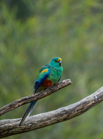 Portrait of a Mulga parrot on a branch with selective focusの写真素材