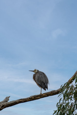 White faced heron on a branch against blue sky