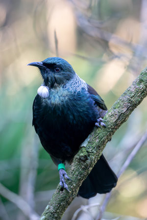 Tui perched on a branch with selective focus