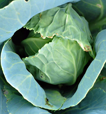 Fresh cabbage from ecological farm.の写真素材