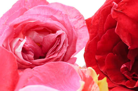 A mix of rose petals.の写真素材