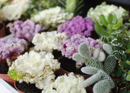 A fancy market with flowers in baskets and nice decorations.の写真素材