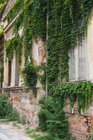 Old house cover hith ivyの写真素材