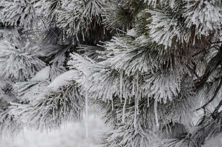 Brunches full covered with snow and ice in a cold winter day.の写真素材