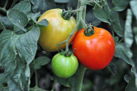 Tomatoes in a vegetable gardenの写真素材
