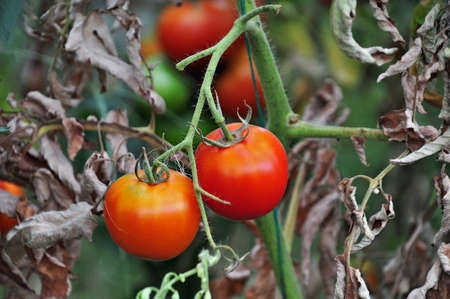 Tomato in a vegetable gardenの写真素材