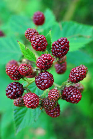 Crude Blackberriesの写真素材