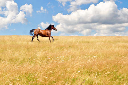 Beautiful horse gallops on a field, in a summer day.の写真素材