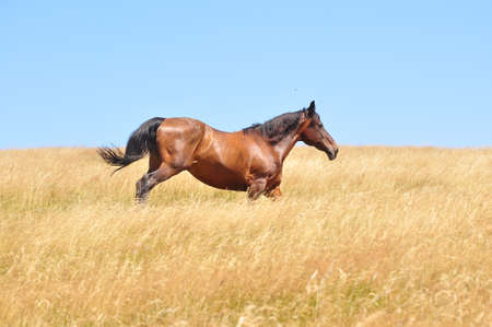Beautiful horse gallops on a field, in a summer day.の写真素材