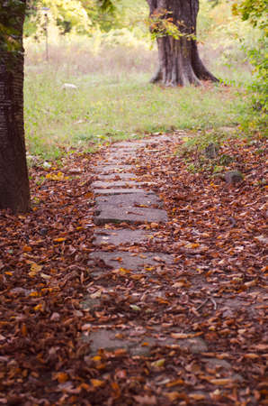 Autumn in parkの写真素材