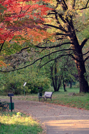 Autumn in parkの写真素材