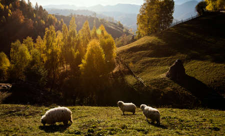 Romanian landscape
