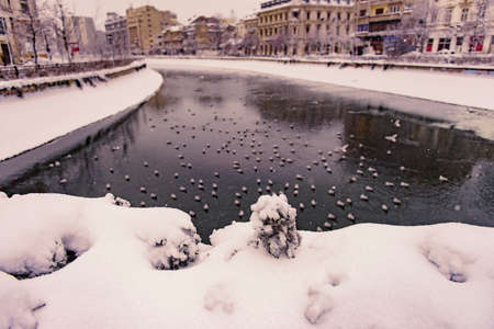 Bucharest in a winter day - Dimbovita river populated with birds.