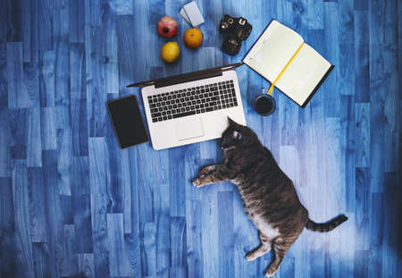 Working space: Cat on the floor working at laptop.の写真素材