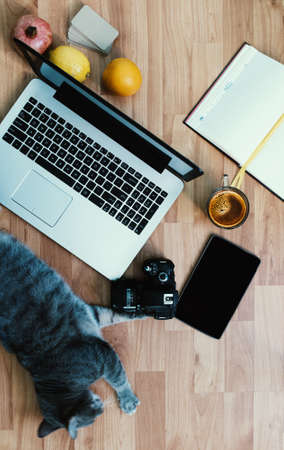 Friendly workspace: cat on a floor with a laptop and an agenda.の写真素材