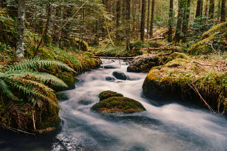 River in the forest, Romanian landscape.