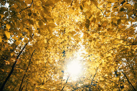 Autumn conceptの写真素材