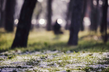 Winter mood - green grass and snow in a parkの写真素材