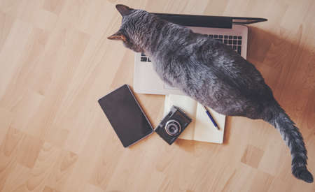 Working concept - cat near mobile devices on the floor.の写真素材