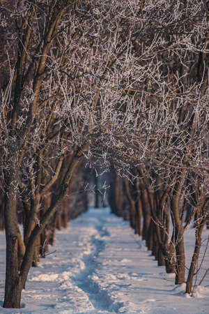 Path in a park in a winter dayの写真素材