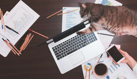 Working concept - girl with her assintant cat at the officeの写真素材