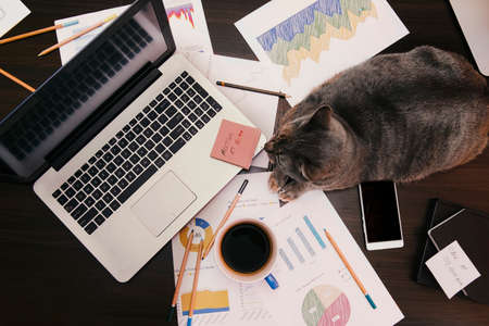 Working space concept - cat on a desk with office setup.