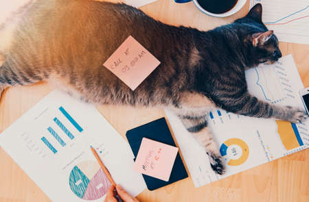 Working home concept - girl with smart phone, laptop and business reports.の写真素材