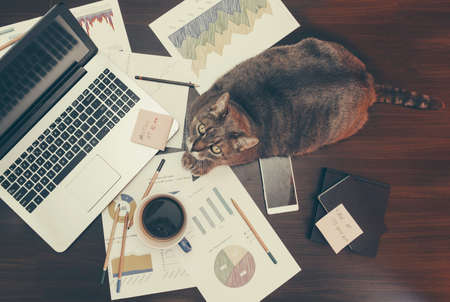 Working space concept - cat on a desk with office setup.の写真素材
