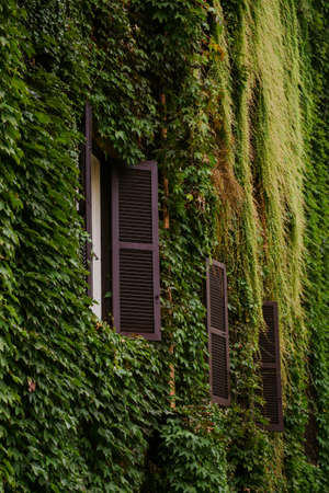 Windows with vegetation in Romeの写真素材
