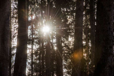 Sun flares in a forest in a winter day