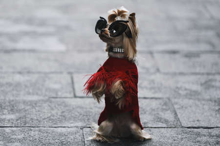 Paris, France - March 01, 2019: Street style outfit -  Evangelie SmyrniotakiA dog wearing a fancy outfit after a fashion show during Paris Fashion Week - PFWFW19のeditorial素材