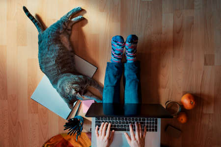 friendly workspace - girl working with her cat from homeの写真素材