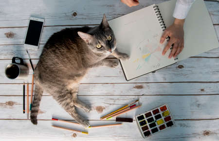 girl working from home with her catの写真素材