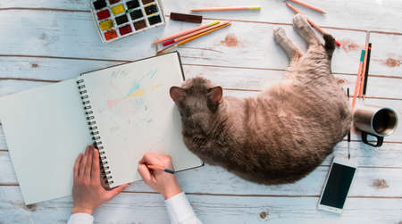 girl working from home with her catの写真素材