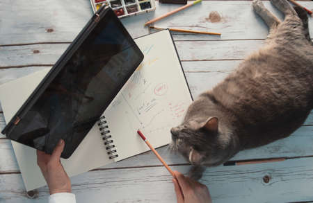 girl working from home with her catの写真素材