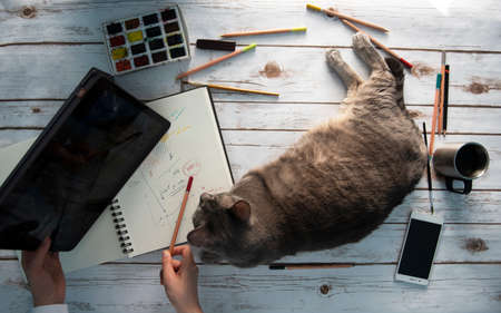 girl working from home with her catの写真素材