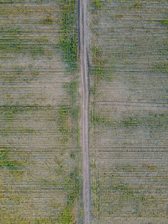 Danube Delta in Somova village, Dobrogea region,  Romania. Aerial view.
