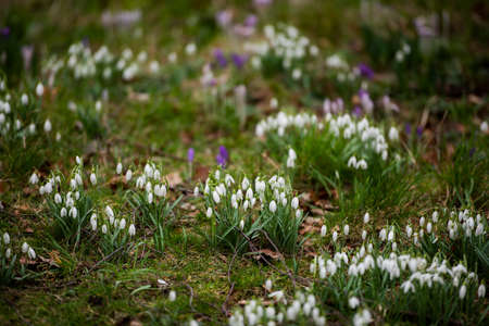 snowdrop flowers in a park in springの写真素材