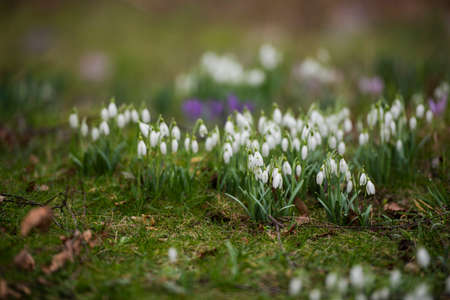 snowdrop flowers in a park in springの写真素材