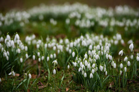 snowdrop flowers in a park in springの写真素材