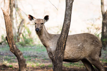 Sambar deerの写真素材