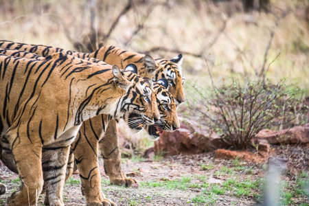 Royal Bengal Tigerの写真素材