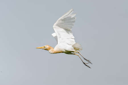 Cattle egret in breeding seasonの写真素材
